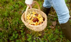 Miniatura articulo: Ets un fan dels bolets? Aprèn a diferenciar-los amb facilitat